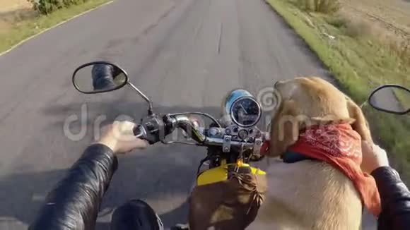 拉布拉多狗骑摩托车视频的预览图