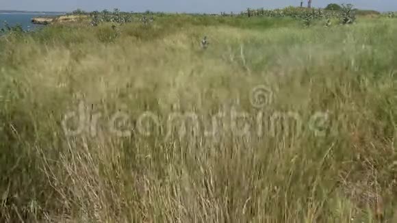 贝雷赞岛上的草原植被风中活动的植物小穗视频的预览图