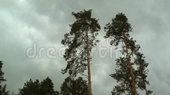 在暴风雨和雨中在雷云的背景下松树在风中摇摆视频的预览图