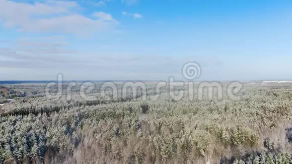 在阳光明媚的冬日飞过覆盖着鲜雪的白色云杉树动作在令人惊叹的雪中混合森林视频的预览图