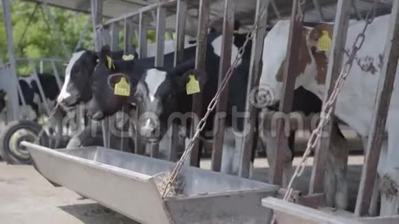 现代农场奶牛饲养过程关闭牛奶场的奶牛饲养奶牛场的奶牛吃干草有奶牛视频的预览图