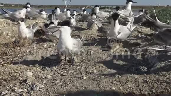 在沙岛上的燕鸥群喂鸟的声音和叫声成年鸟啄雏鸟视频的预览图