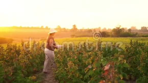 一位穿着白色裤子棕色T恤和白色帽子的老妇人从灌木丛中摘下覆盆子浆果然后把它们放进去视频的预览图