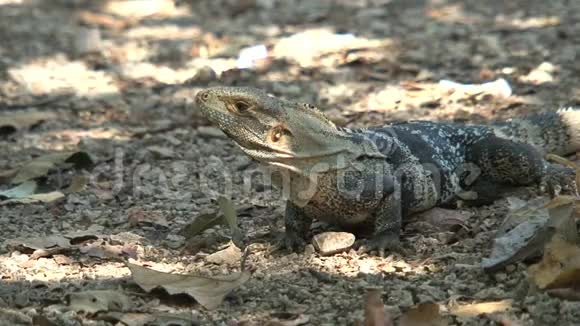 干燥森林里的蜥蜴视频的预览图