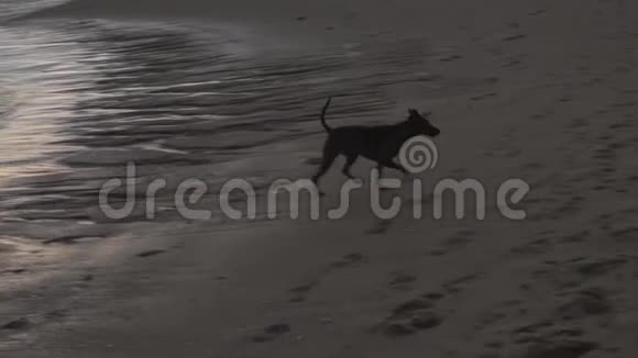 快乐的狗在海滩上奔跑视频的预览图