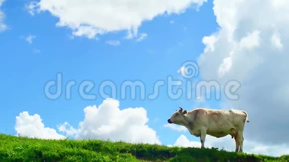 在美丽的夏日云的背景下牛在青山上放牧视频的预览图