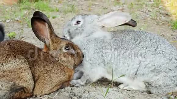 两只兔子躺在草地上互相睡着了交配季节视频的预览图