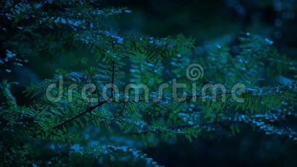 树枝在黄昏视频的预览图