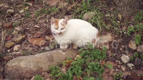 白褐色的猫坐在古老的石头上伸展着视频的预览图