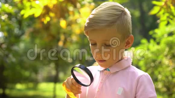 男孩用百叶窗研究秋叶对生态感兴趣未来职业视频的预览图