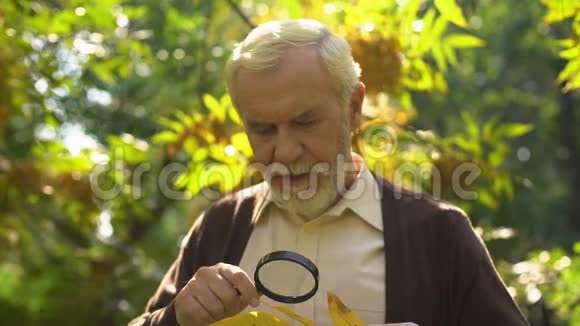 老人用放大镜研究秋叶自然提取物长寿视频的预览图