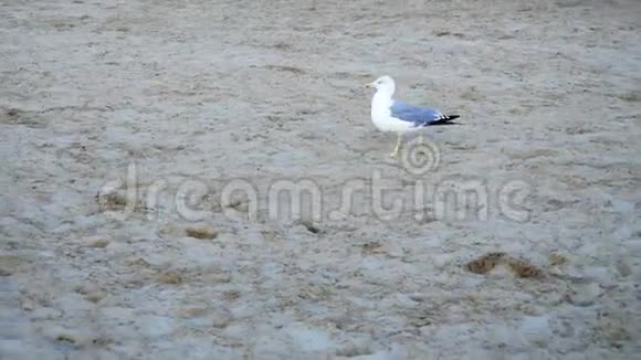 海鸥漫步海滩视频的预览图