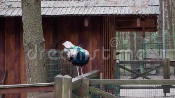 动物园里的小孔雀视频的预览图