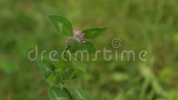 在一个模糊的背景特写镜头上绿色草地上粉红色的野花芽从春天的风中摇曳有杂草的大自然视频的预览图