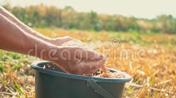 5粮食在农夫的手里人们手里拿着桶里的麦子视频的预览图