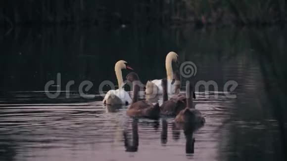 一家天鹅在湖上游泳视频的预览图