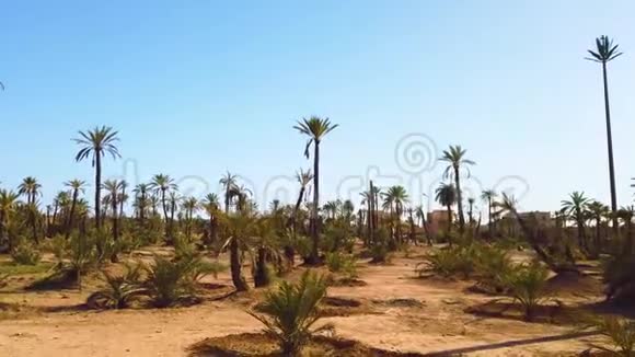4沙漠棕榈林的K视频它在摩洛哥马拉喀什市附近视频的预览图