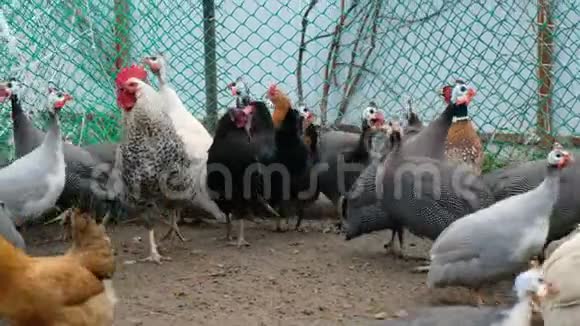 盖莉妮公鸡和鸡在鸡舍边的地上行走家生态农场理念视频的预览图