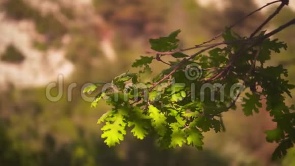 在阳光明媚的日子里绿橡树叶子橡树在森林的背景下离开视频的预览图