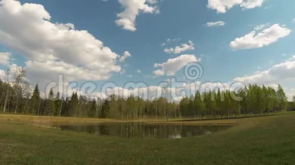 美丽的夏日时光池塘附近的桦树林视频的预览图