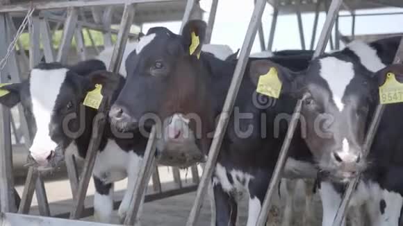 现代农场奶牛饲养过程关闭牛奶场的奶牛饲养奶牛场的奶牛吃干草有奶牛视频的预览图