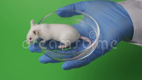 科学家用手在绿色背景上用老鼠做实验视频的预览图