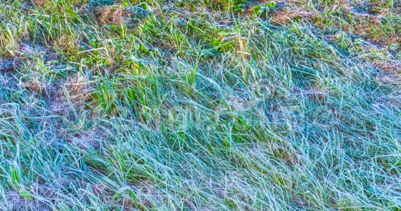 清晨阳光下融化的草霜的时间流逝视频的预览图