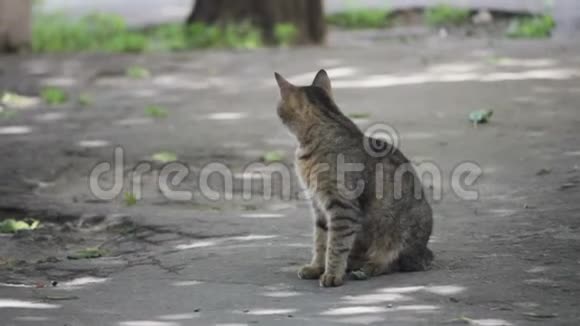 在人们腿上的工业街上被吓倒的条纹猫视频的预览图