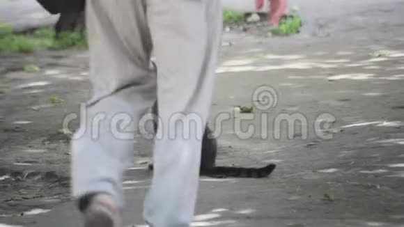在人们腿上的工业街上被吓倒的条纹猫视频的预览图