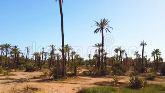 4沙漠棕榈林的K视频它在摩洛哥马拉喀什市附近视频的预览图