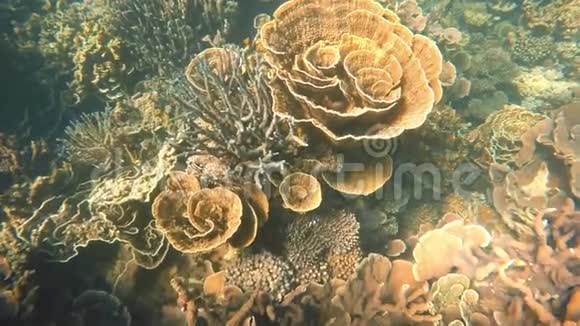 一种大的叶子珊瑚视频的预览图