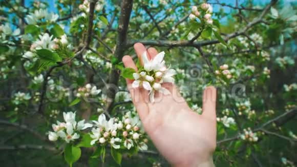 女人的手滑在苹果树上的白色花朵上视频的预览图