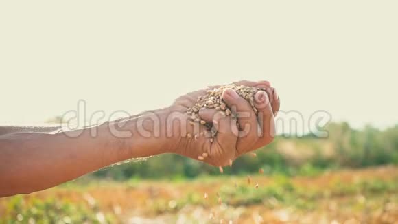 一个人手拉着一颗落在地上的谷物在阳光明媚的背景下农民手中的粮食视频的预览图