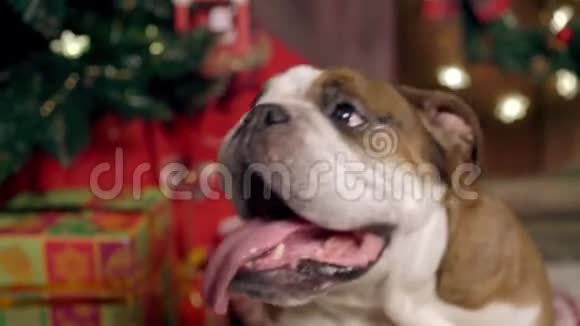 世界上最迷人的斗牛犬小狗玩圣诞玩具很可爱圣诞节新年这就是视频的预览图