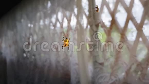蜡染金网蜘蛛挂在大网上随风摇曳慢动作4k找到了金网蜘蛛视频的预览图