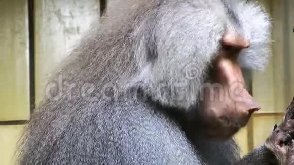 笼中的猩猩动物视频的预览图