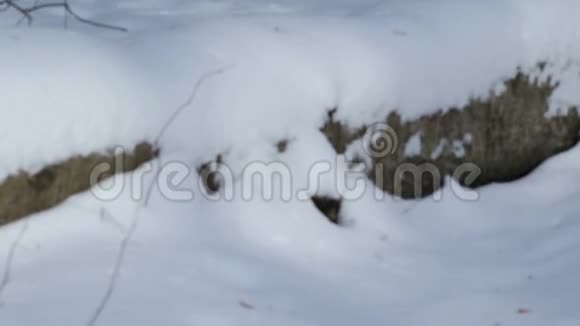 森林里的雪道视频的预览图