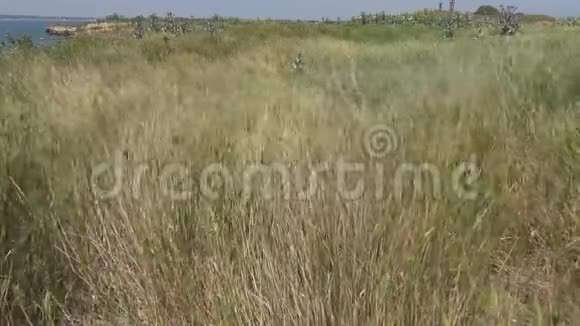 贝雷赞岛上的草原植被风中活动的植物小穗视频的预览图
