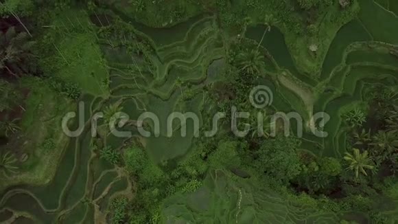 水稻梯田空中观景台广西山区绿色水稻种植农业产业视频的预览图