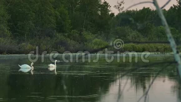 野生天鹅在森林湖平静的水面上视频的预览图