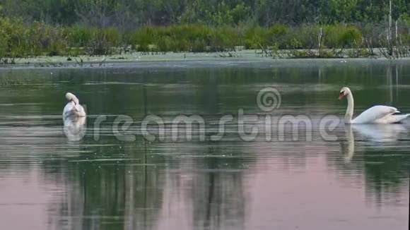 野生天鹅在森林湖平静的水面上视频的预览图