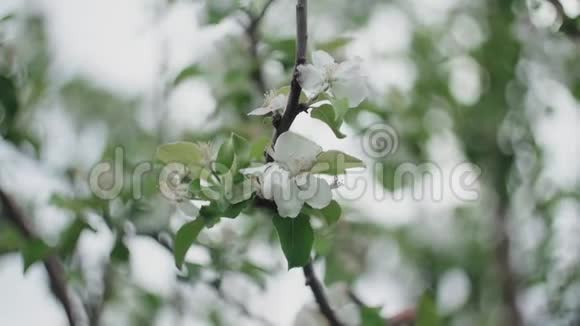 春天苹果树开花果园特写视频的预览图