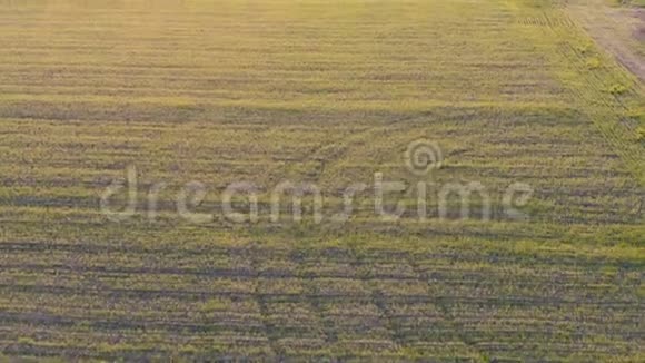 空中视野特写镜头农业视频的预览图