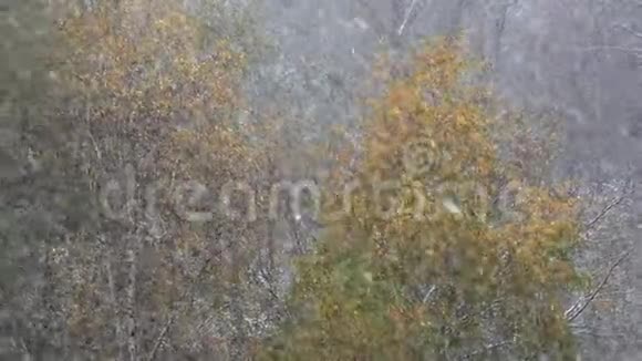 真正的降雪视频的预览图