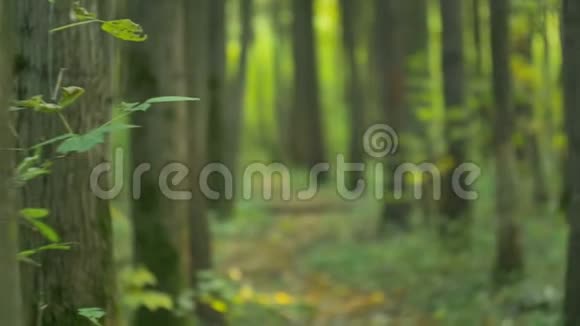 一个红头发黑外套的女孩正在秋天的森林里散步视频的预览图