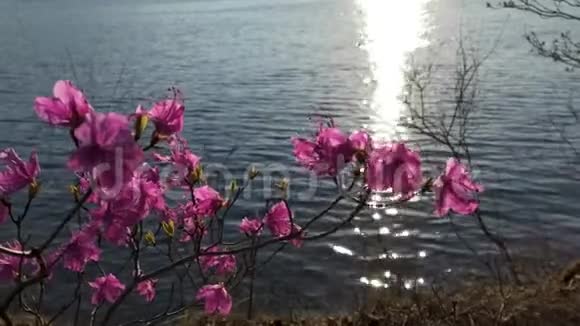 布什粉红杜鹃背景水面视频的预览图