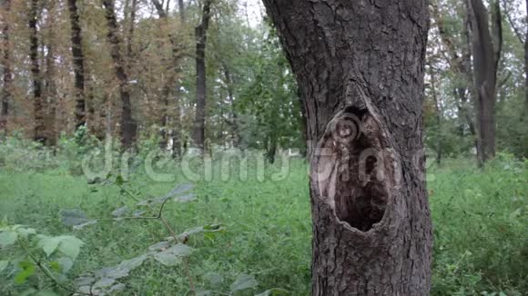 一棵绿林中的空心古树视频的预览图