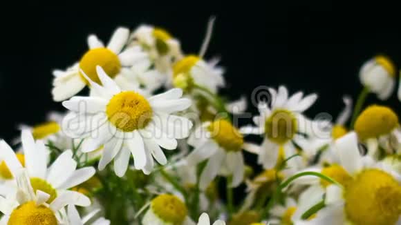 白色美丽的洋甘菊的花一束田野雏菊特写镜头夏季洋甘菊草药花开花视频的预览图