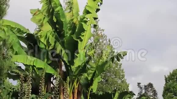 香蕉树在风中飘扬视频的预览图