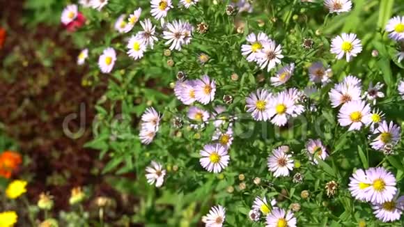 阳光明媚的日子里鲜艳的粉红色的紫菀花花园或公园的粉红色花丛视频的预览图